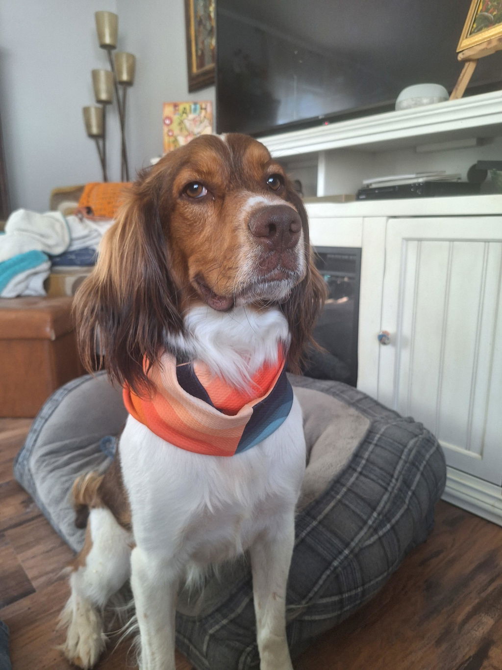 Pacific Hound