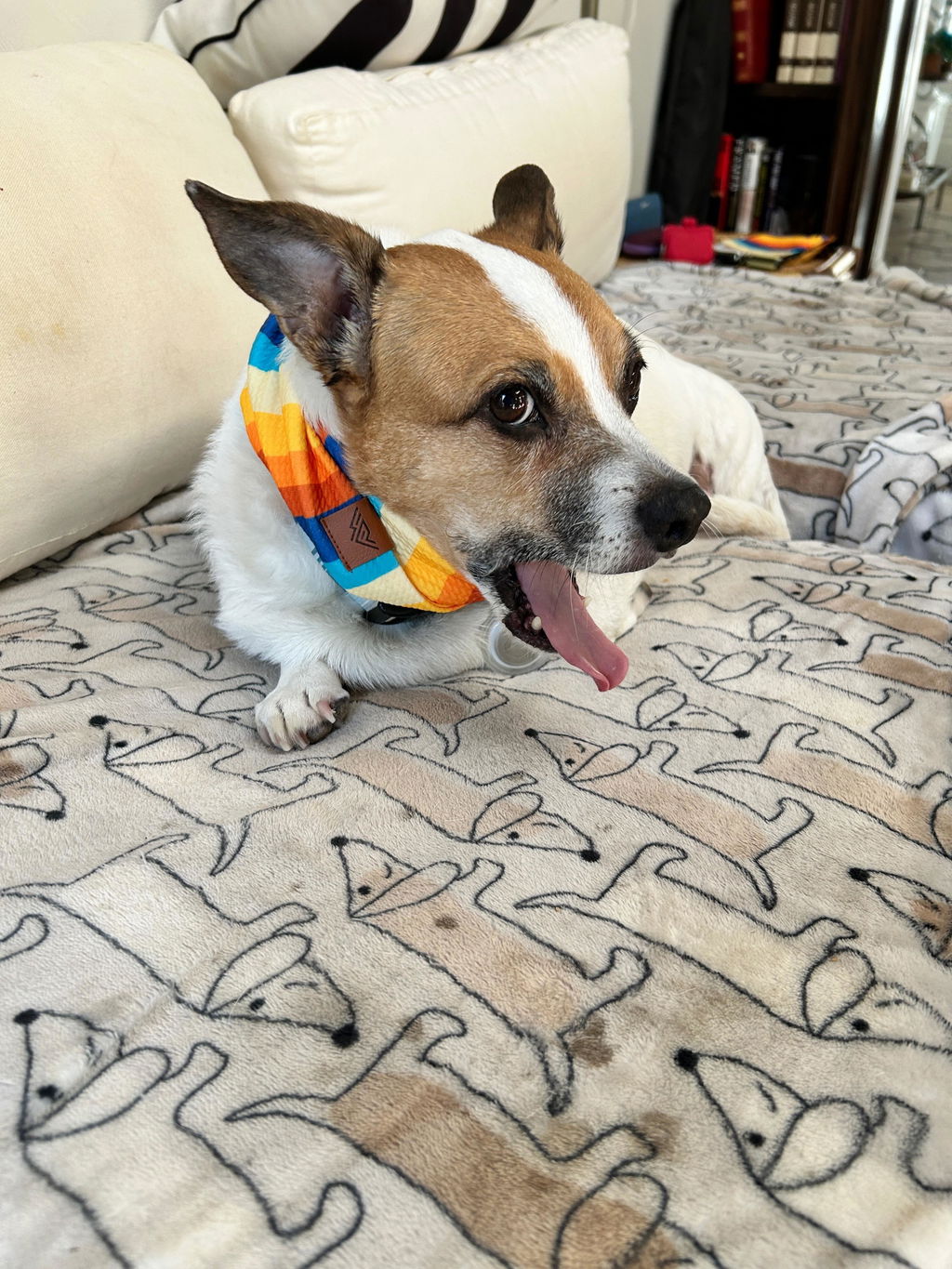 Pacific Hound