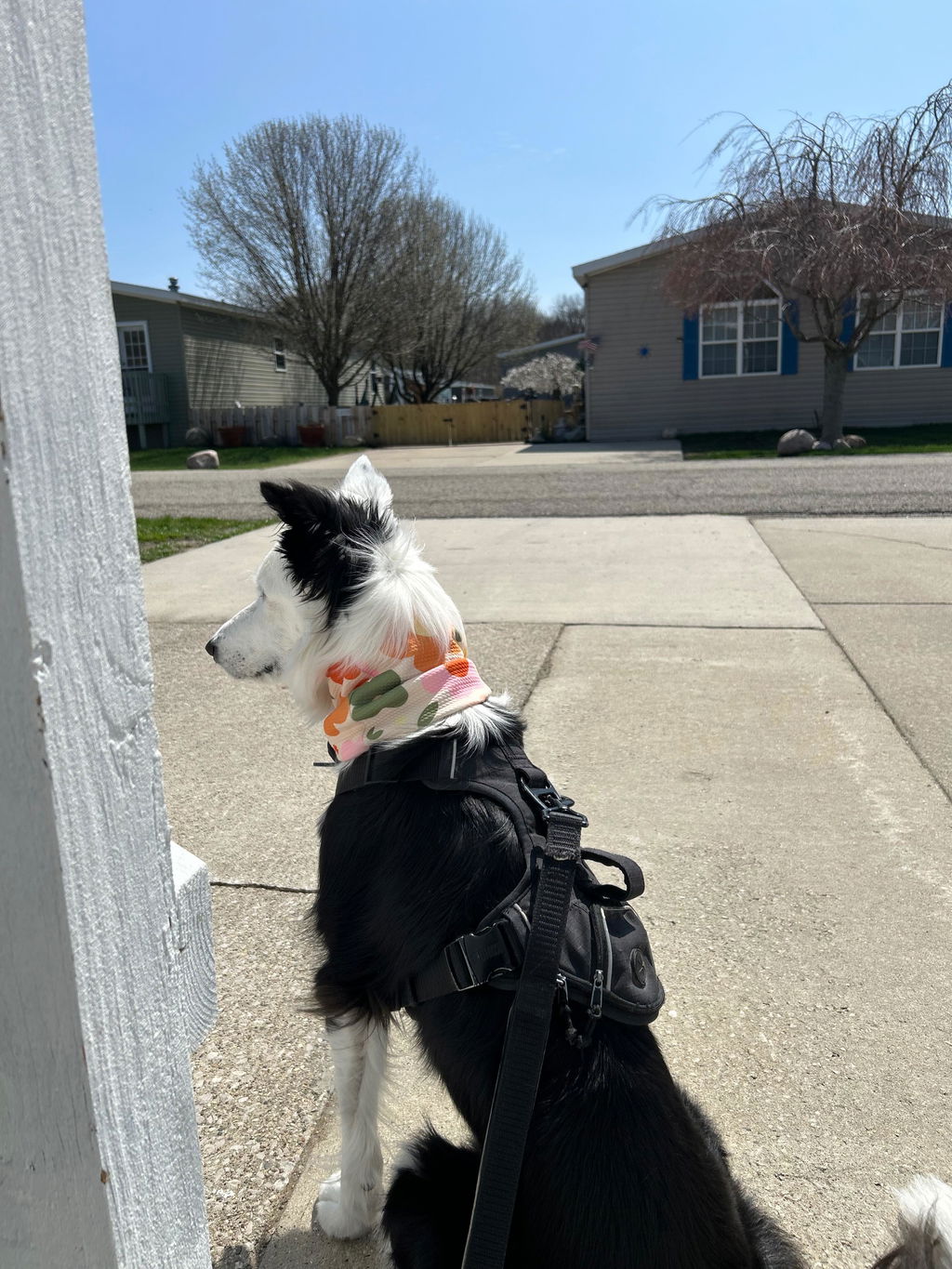 Pacific Hound