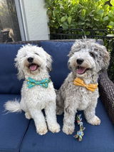 Pack Leashes