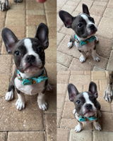 Pack Leashes