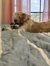 Free Small Rope Toy