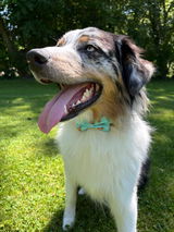 Pizza Party Leash + Bowtie Collar