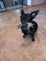 Free Small Rope Toy