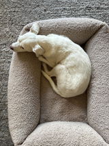 Hundebett SVEN Teddy Greige