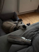 Hundebett EMMA Grau