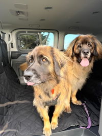 Pawmanity Transit Liner