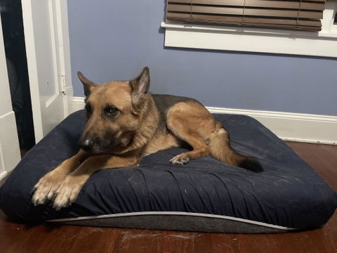 PawSheets® Dog Bed Covers