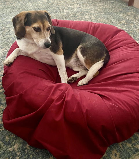 PawSheets® Dog Bed Covers