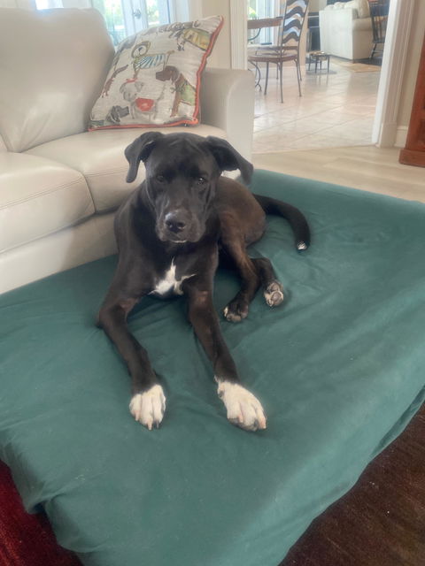 PawSheets® Dog Bed Covers