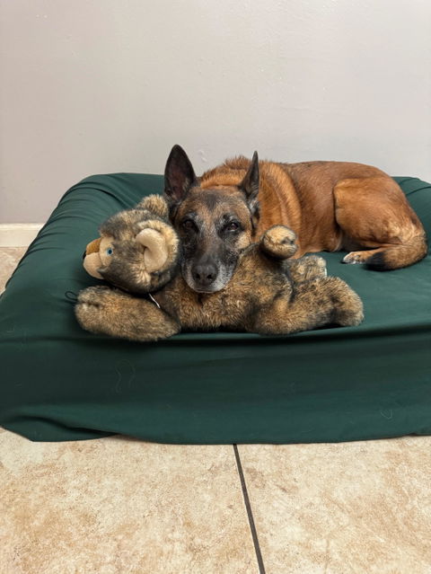 PawSheets® Dog Bed Covers