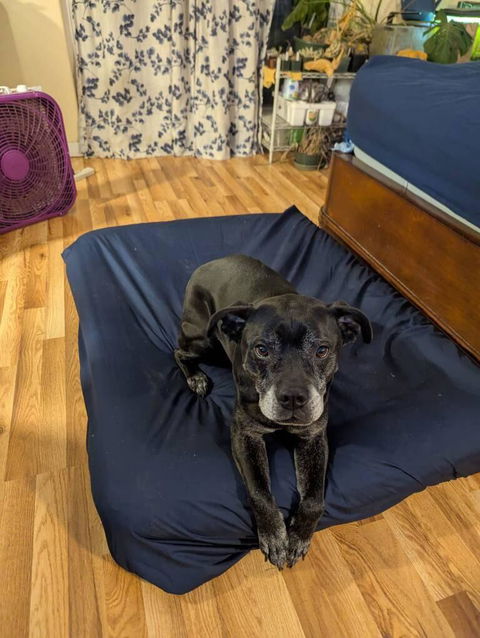PawSheets® Dog Bed Covers