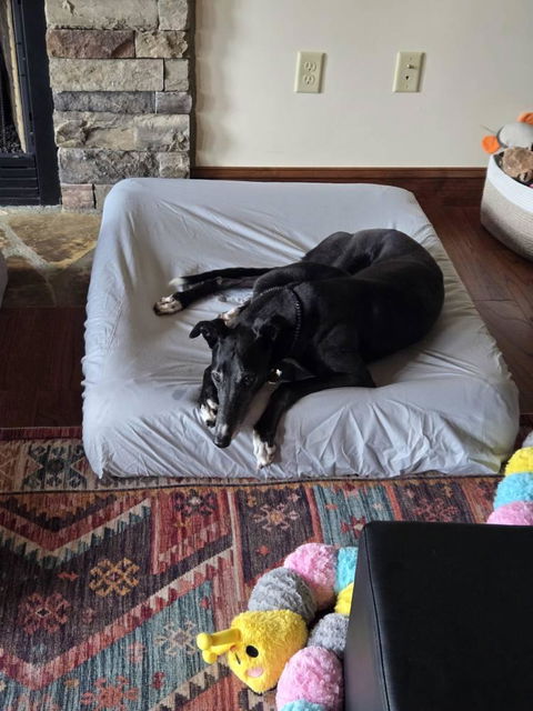 PawSheets® Dog Bed Covers