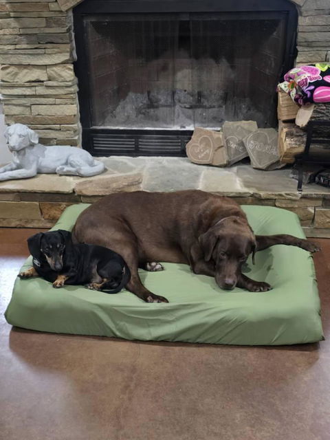 PawSheets® Dog Bed Covers