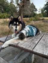 User picture