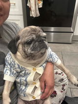 Designer Inspired D Sweater for Small Dogs