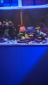 Custom Reef Trace Solution