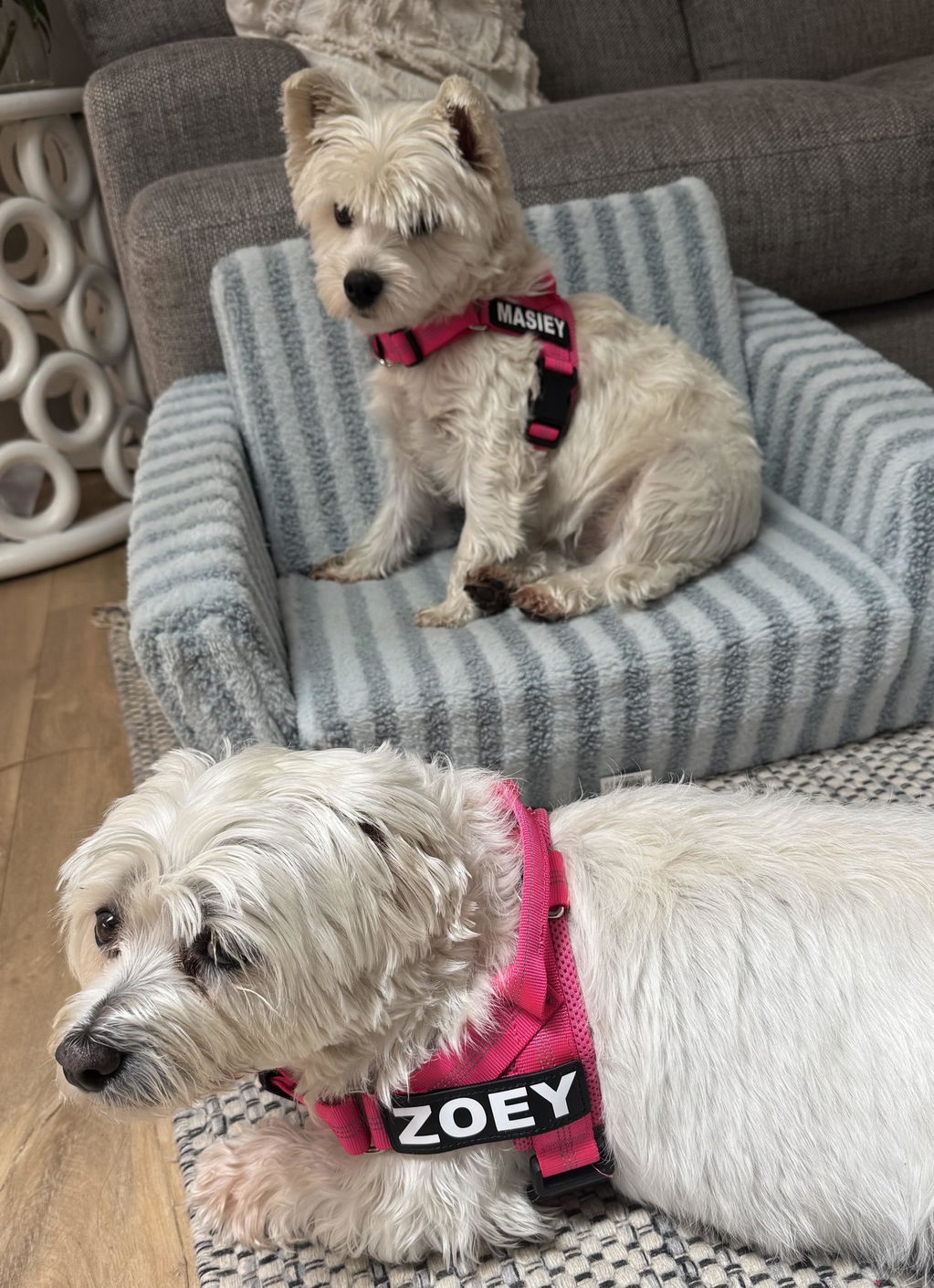2. Harness Size