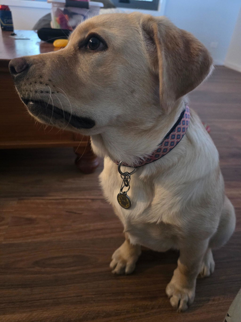 Paw Pet Tag - Glitter Gold