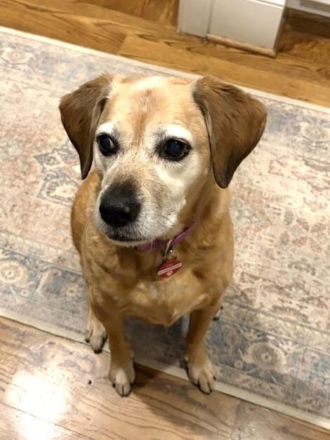 Senior Dry Dog Food | Baked Pumpkin & Peanut Butter Flavor