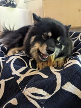 Beef Marrow Dog Chew | Original