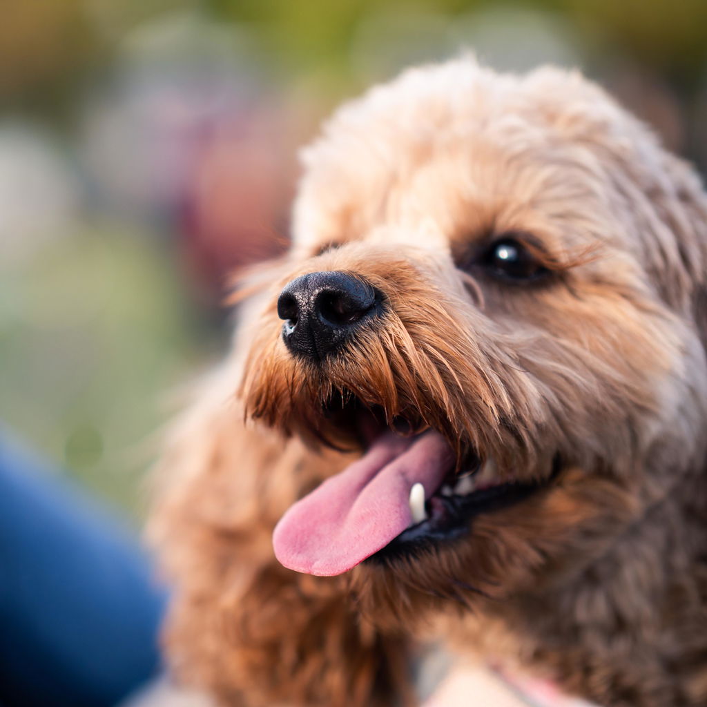 Longevity+ For Dogs