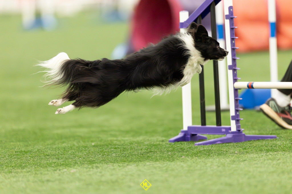 Longevity+ For Dogs
