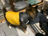犬用防寒コート｜裏起毛・綿入りジャケット｜小型・中型犬向け冬用アウトドアベスト｜Petopop