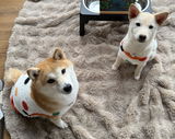 犬猫用あったかフランネルパジャマ☆小型〜超大型犬対応（M〜7XL） – PetoPop
