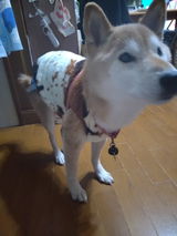 犬猫用あったかフランネルパジャマ☆小型〜超大型犬対応（M〜7XL） – PetoPop