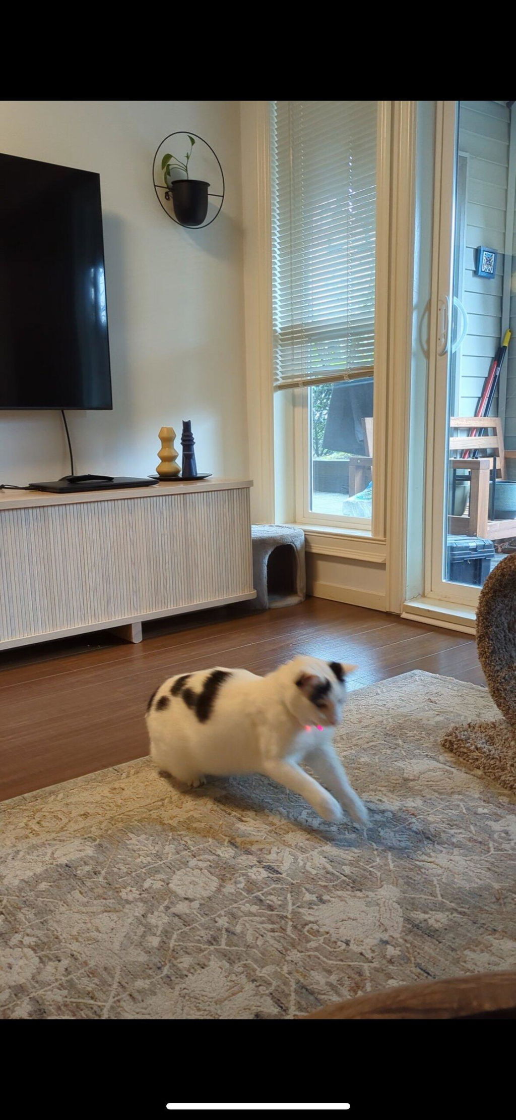 Cat Laser Collar Toy