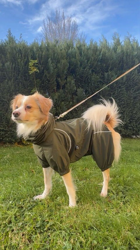 Lightweight Dog Windbreaker for Outdoor Adventures-Dark Olive[USA]