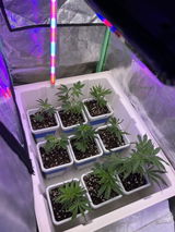 Specialty Genetics Bundle