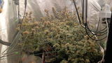 Stunna Runtz Clone - Relentless Genetics