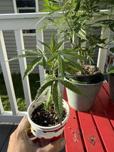 Stunna Runtz Clone - Relentless Genetics