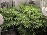 Oklahoma Coma Clone - BeLeaf Genetics