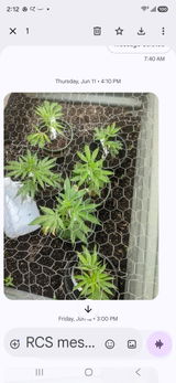 Lemon Mash Clone - Rasta Cruz Farms