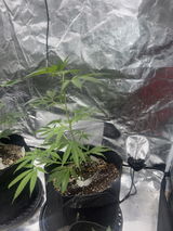Oklahoma Coma Clone - BeLeaf Genetics