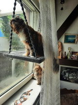 (Ersatz) 2 Fensterhaken für Phinias Fensterliege - Katzenliege
