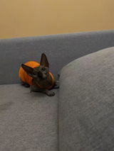 User picture