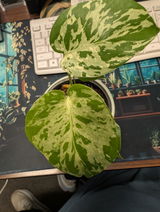 User picture
