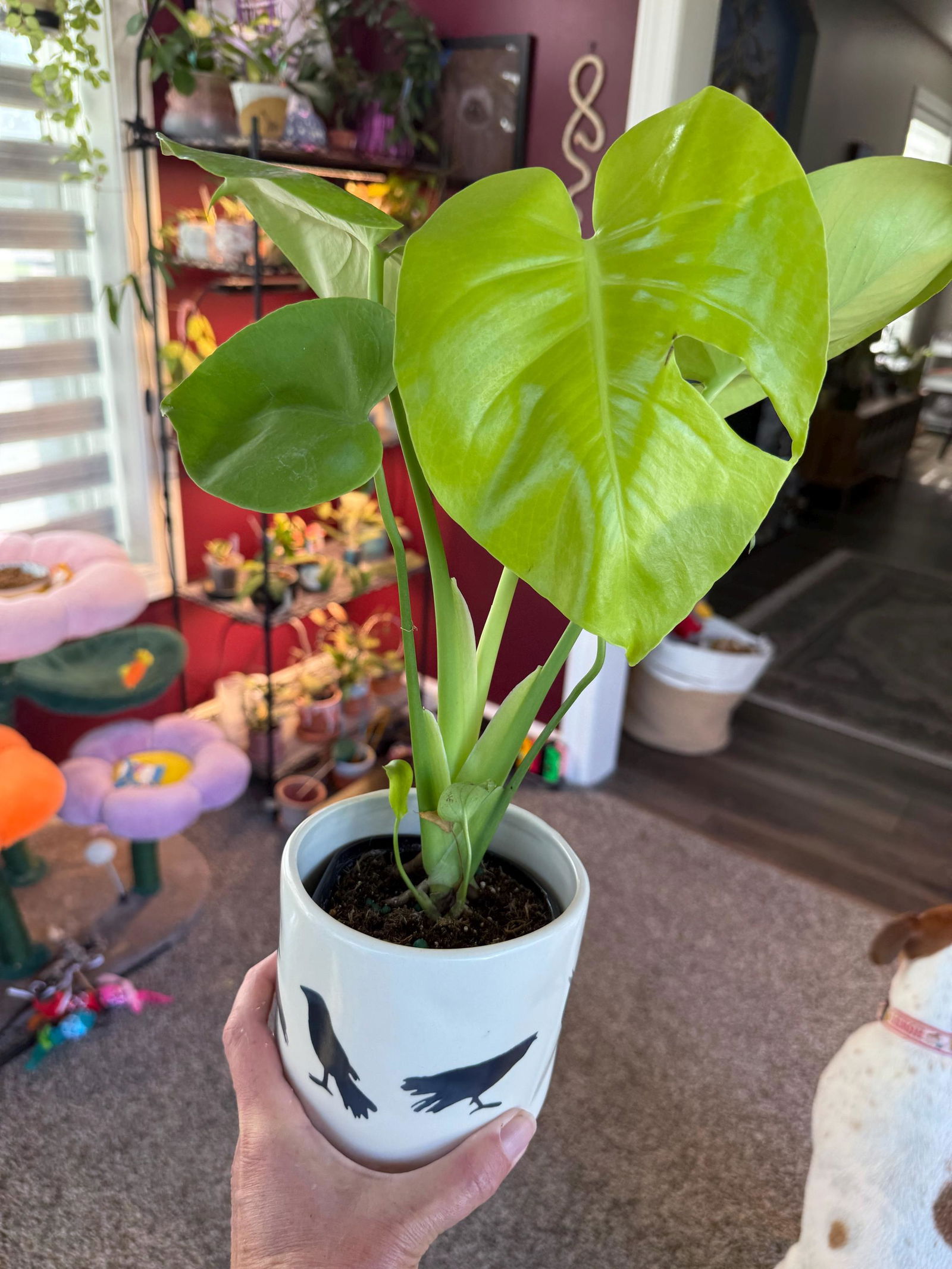 Monstera Lemon Lime – Plantamani Plants