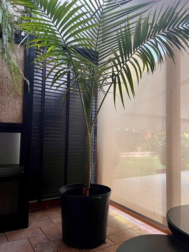 Kentia - Palmera Grande de Interior