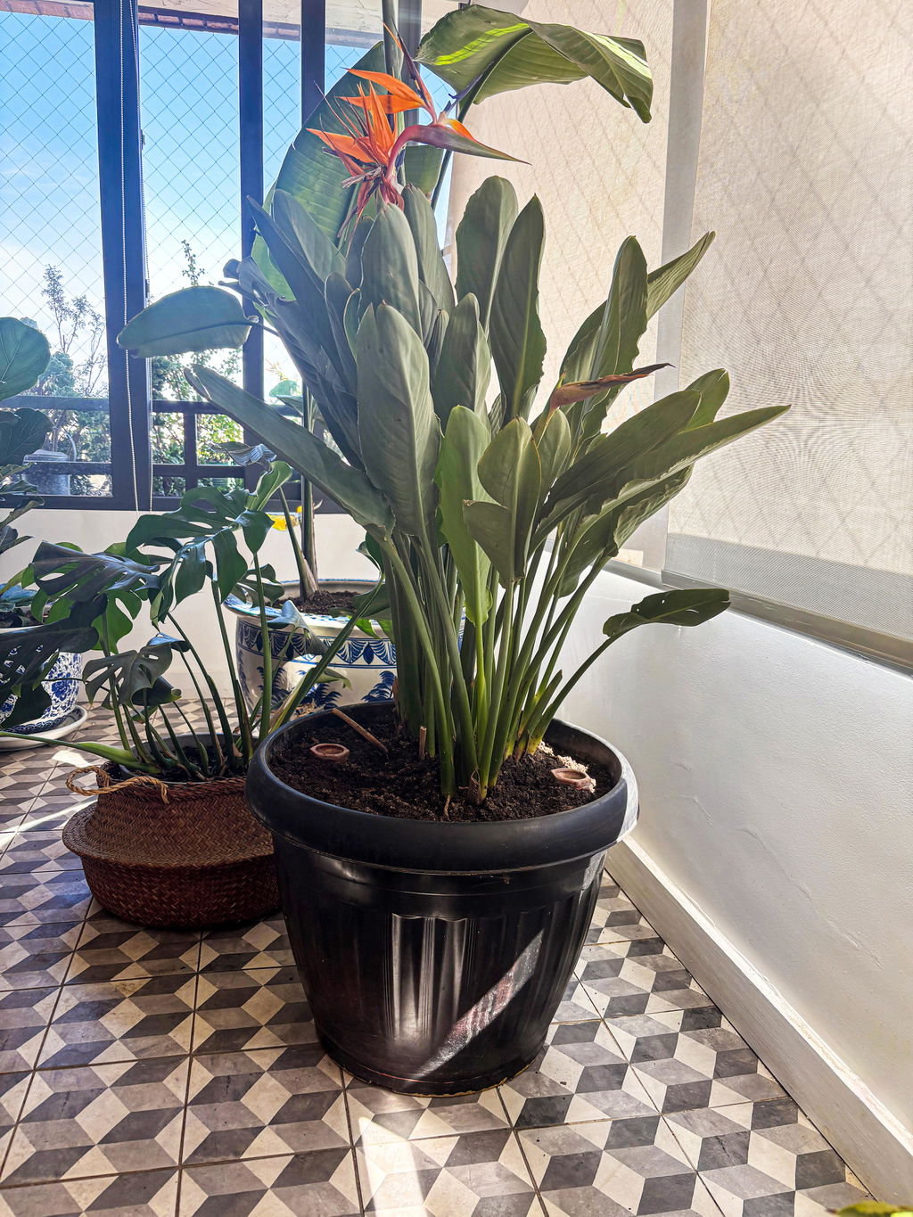 Strelitzia Reginae