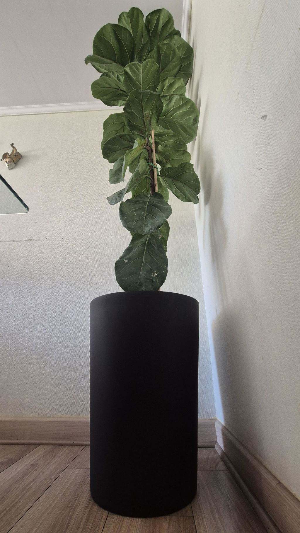Plantas Tole