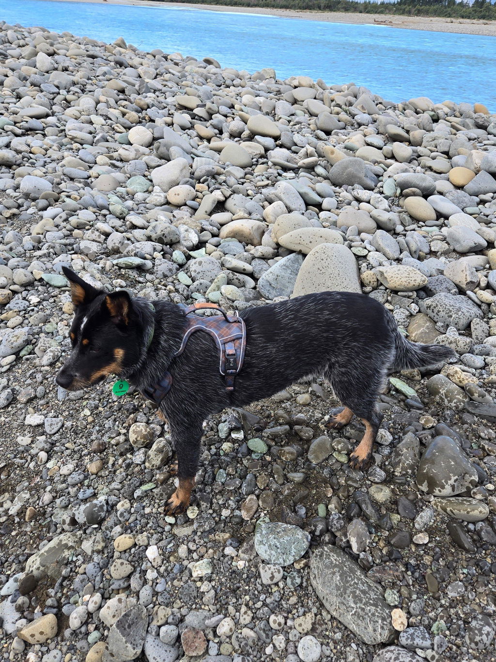 Signature Harness - Blue Tartan