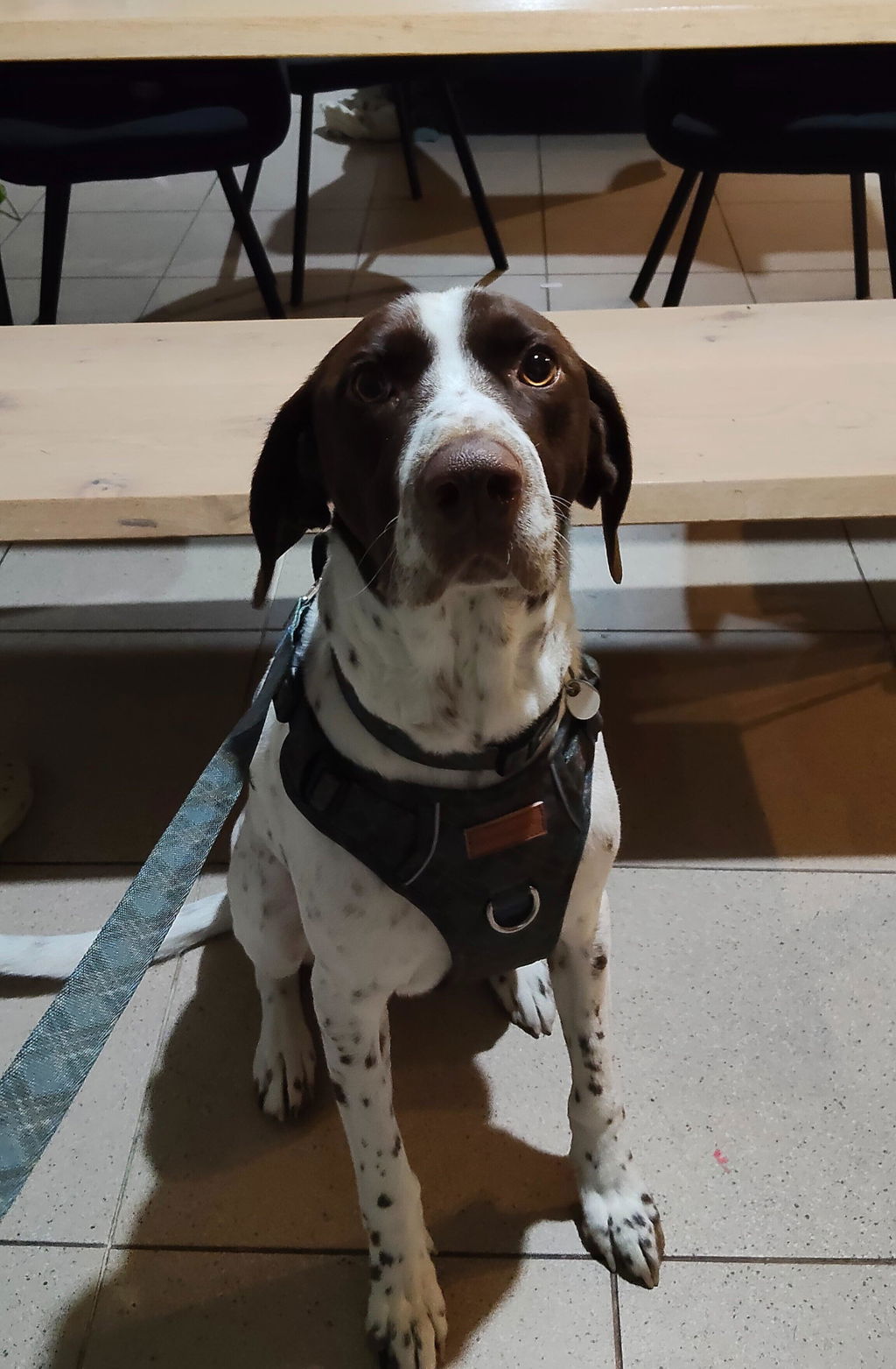 Pointer & Hound