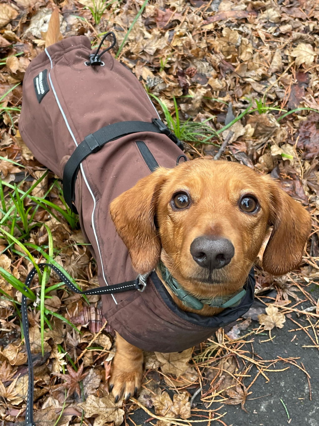 Waterproof Jacket - Maroon Brown