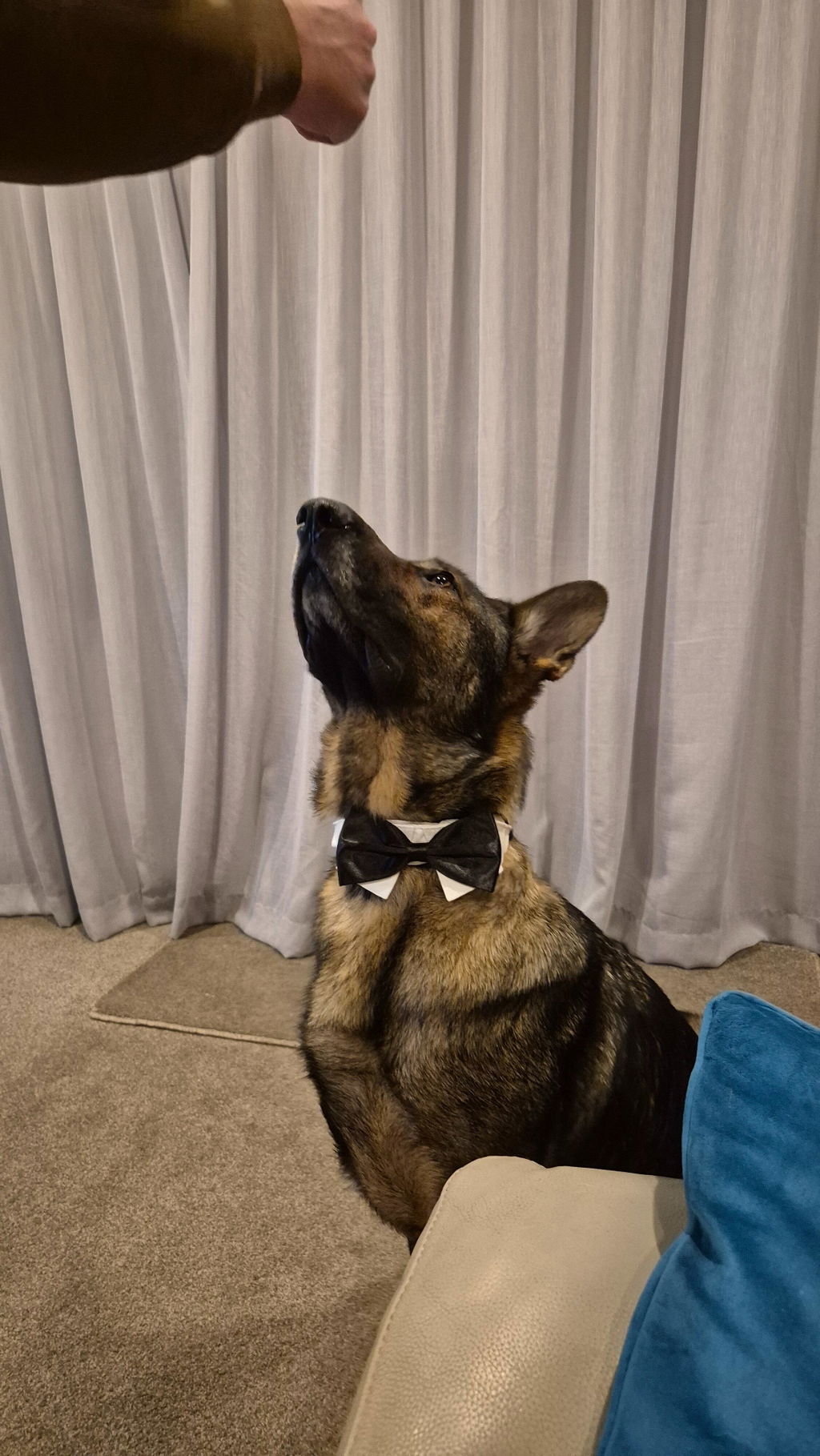 Wedding Set - Black Bow Tie