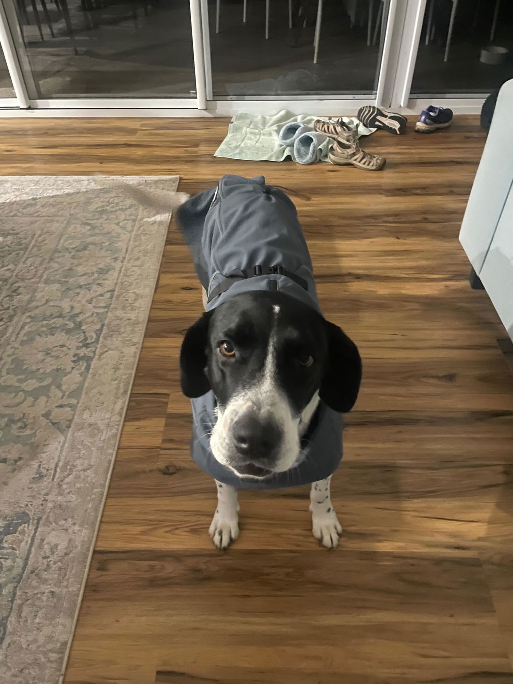 Pointer & Hound